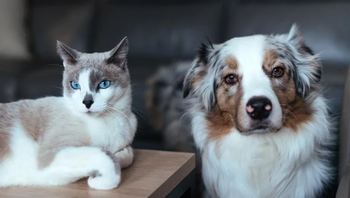 Kedi ve Köpeklerde Doğru Beslenme.webp