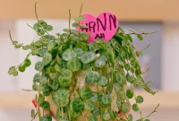 Last-Minute DIY Valentine’s Day Plant Gift Ideas