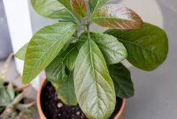 How to Grow an Avocado Tree from a Pit: Step-by-Step Guide