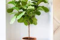 Why Living with Plants Makes Life Better: 9 Surprising Reasons