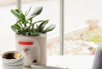 Find the Perfect Plants and Planters for Your Home: 4 Tips