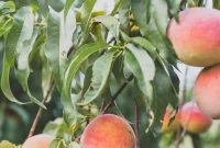 Day Trip to Jaemor Farms in Alto, Georgia: What to See and Do