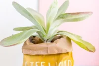 DIY Valentine’s Plant Gifts: Budget-Friendly Ideas in 5 Minutes
