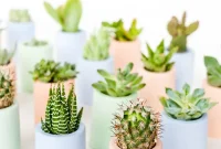 Plaster Pusher: Make Mini Plaster Planters and Color Them with a Secret Ingredient