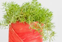 Spring DIY Planters for $2: Stylish Budget Ideas for Your Plants