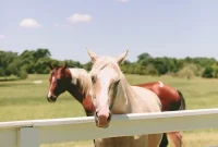 Behind the Scenes: A Weekend in Round Top, TX
