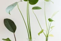 Plant One on Me: 3 Simple Steps for Plant Propagation