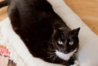 Budget Cat Bed Under $8: Stylish DIY Your Pet Will Love