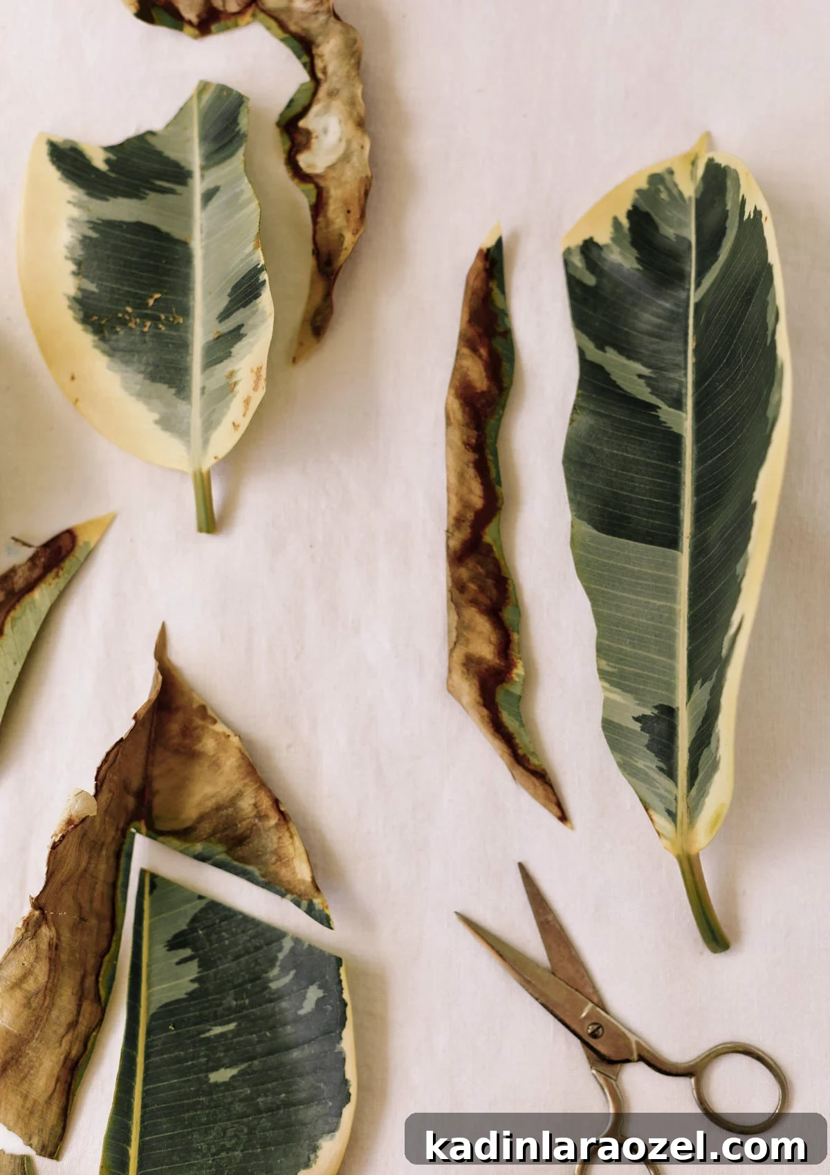 cutting dried up leaf scorch from variegated rubber plant leaves, with scissors 