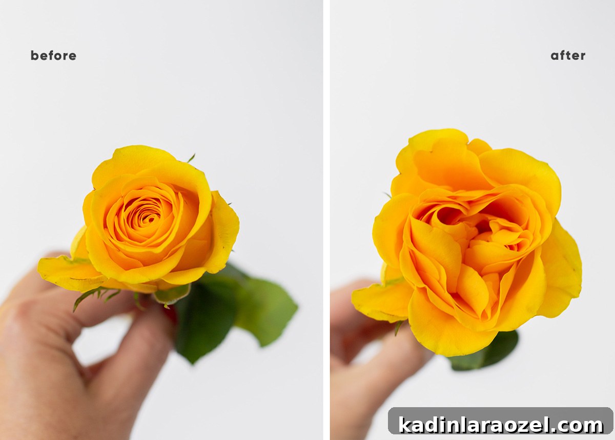 Instant Ways to Upgrade Grocery Store Flowers for Stunning Bouquets 4 yellow roses side by side before and after after using a flower hack to make them prettier