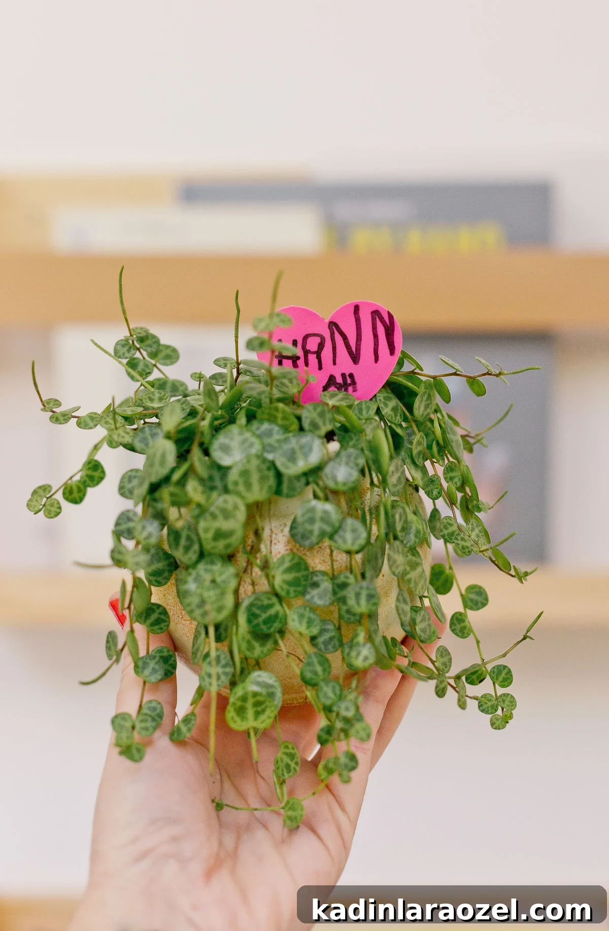 woman's hand holding small valentine plant with pink plastic heart label in the plant