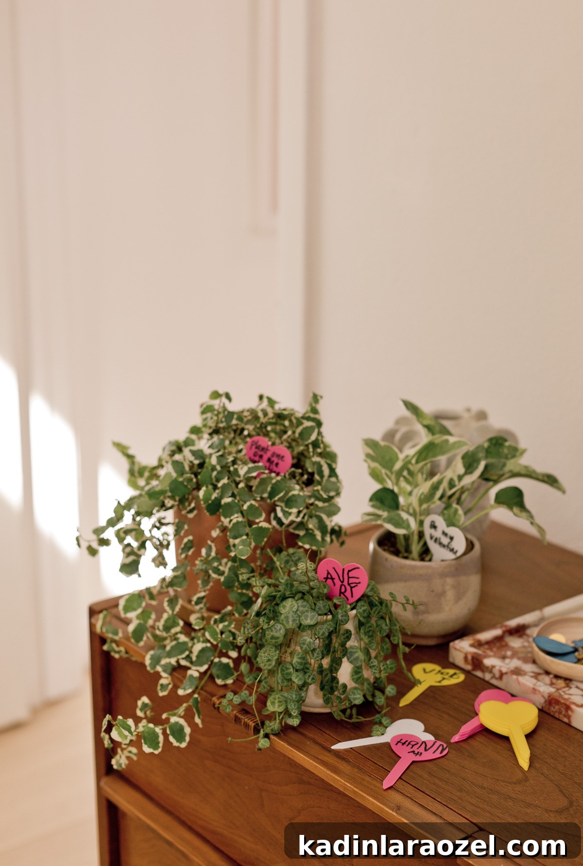 plants in small planters sitting on edge of wood dresser in the sunlight