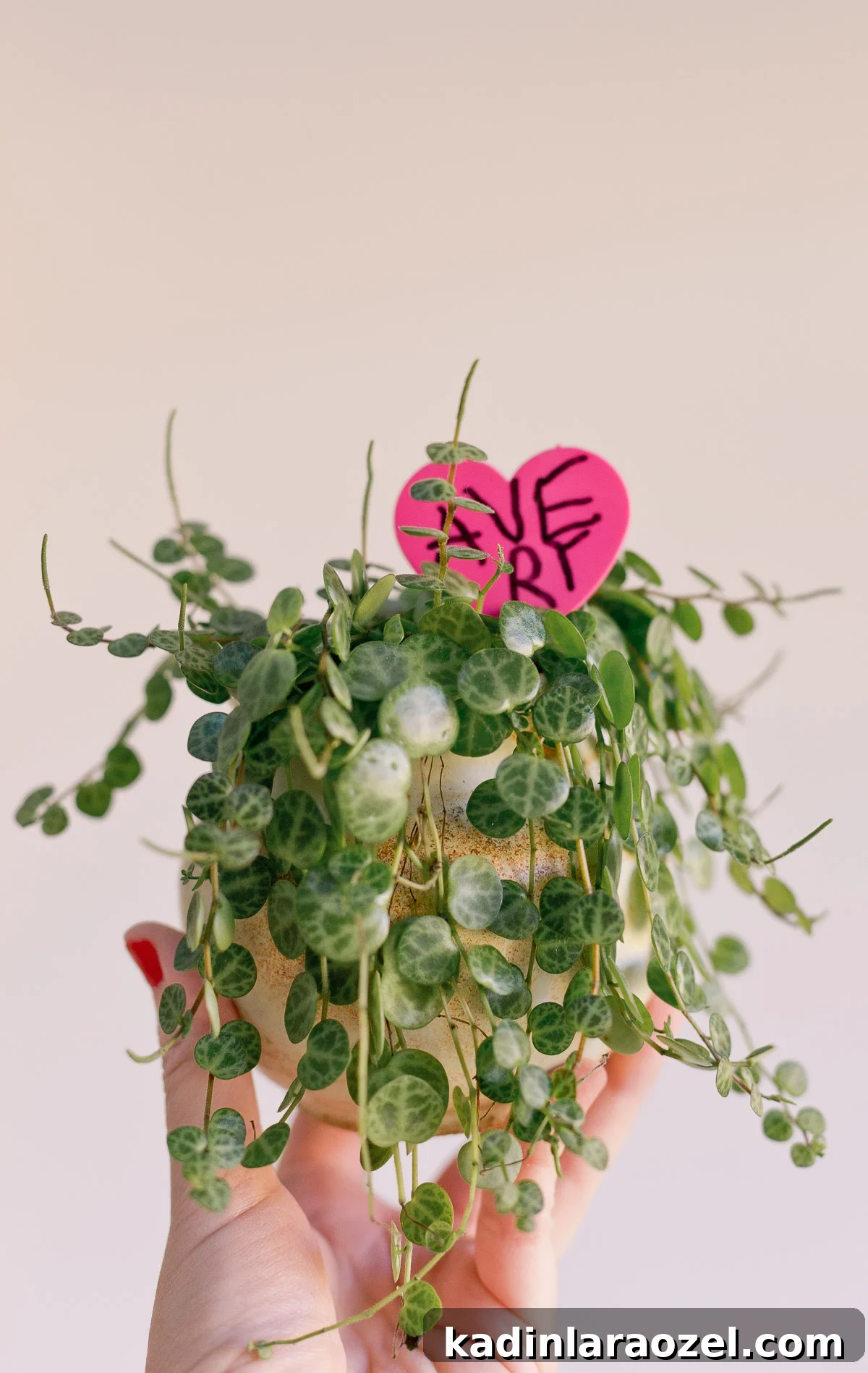 holding small string of turtles plant for valentines day