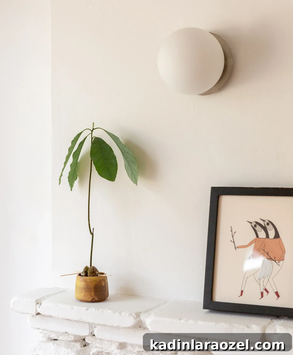 small avocado plant growing on fireplace mantle in all white living room 