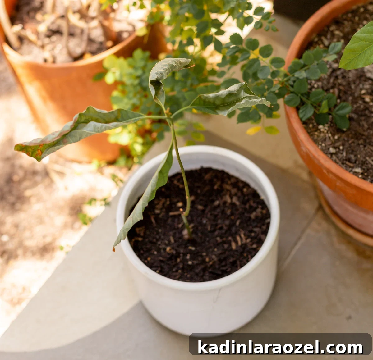 dying plant