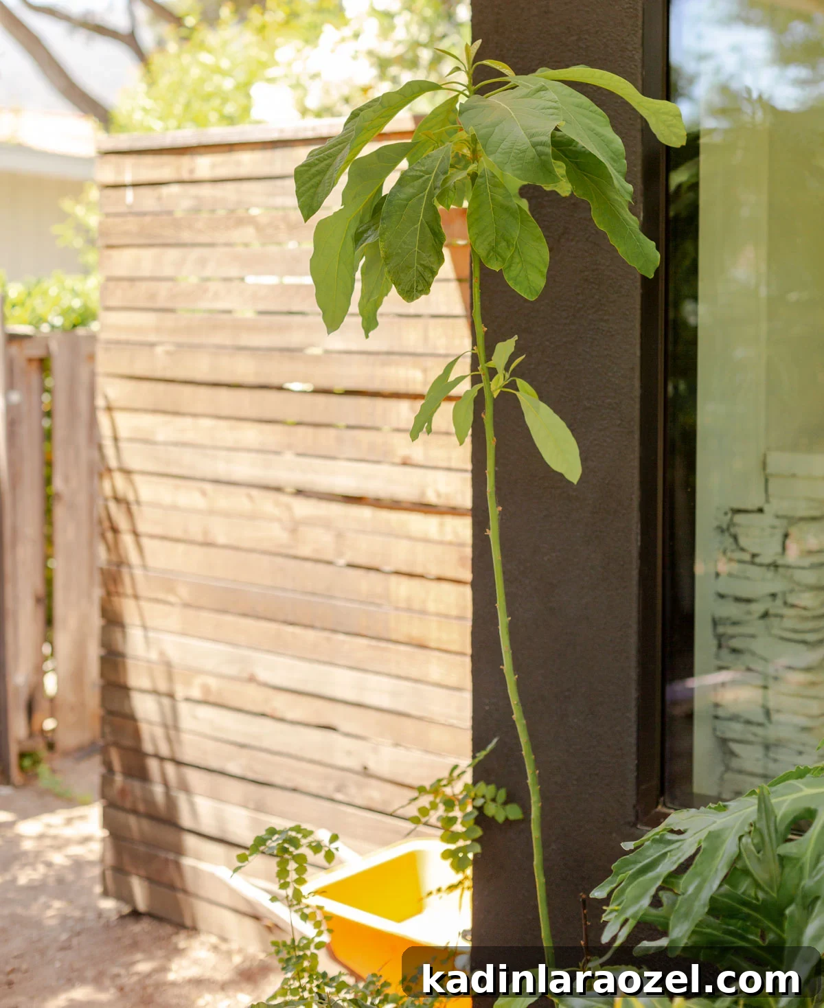 skinny avocado tree on front porch