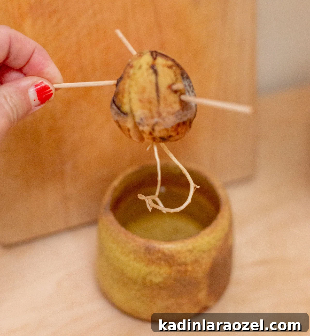avocado pit with roots growing from the bottom
