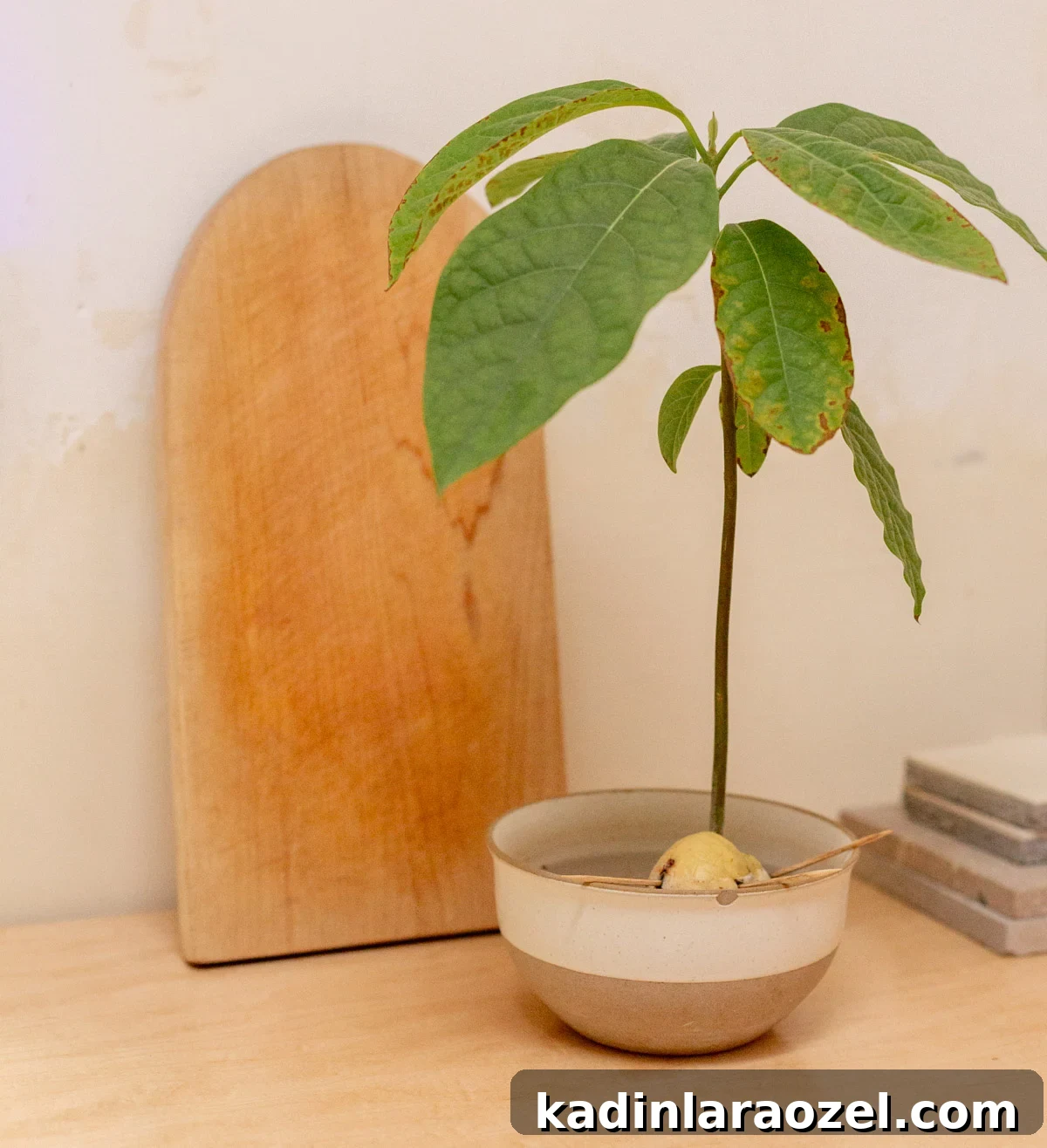 growing avocado plant in a shallow bowl