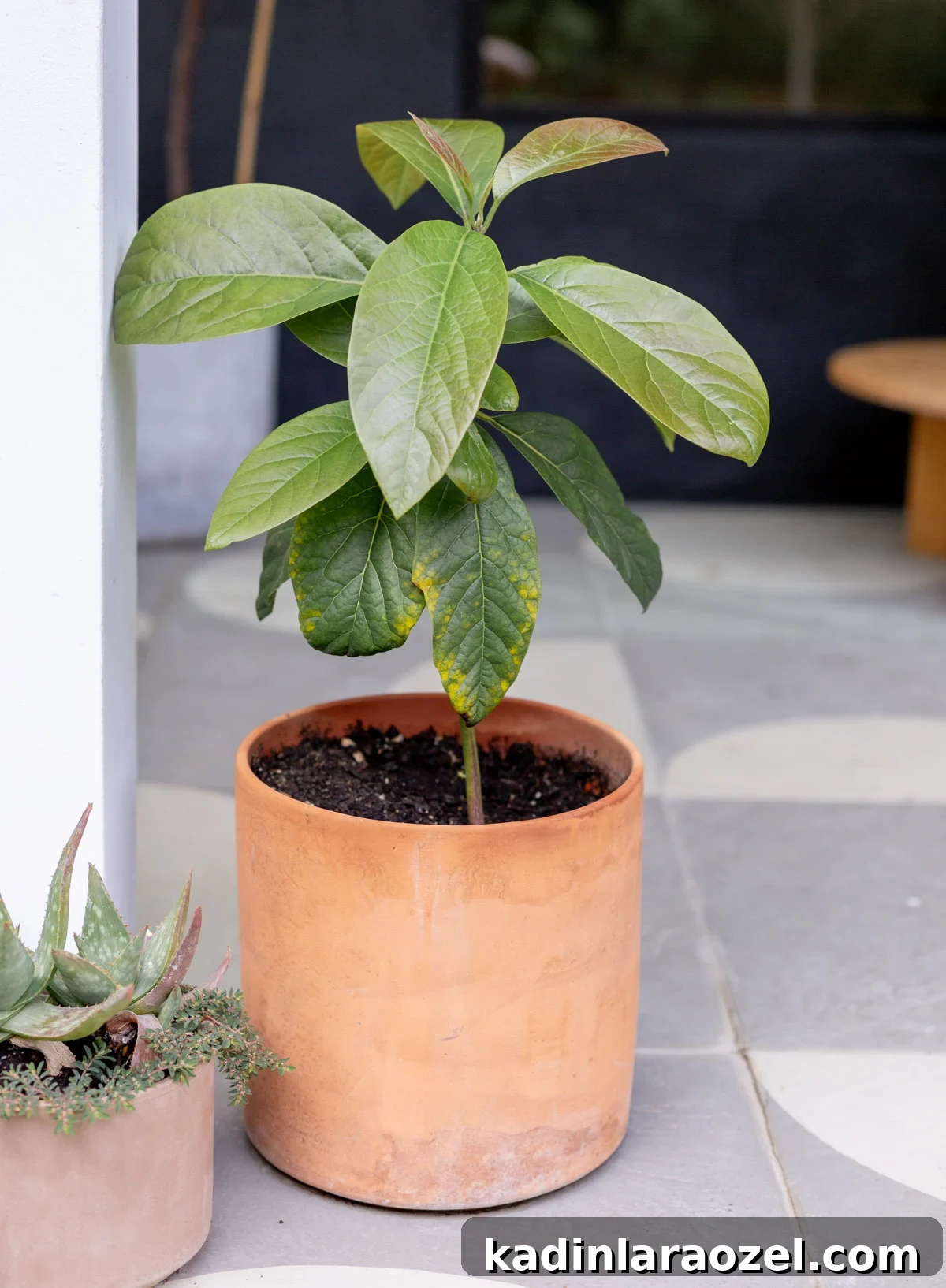 small avocado tree grown from an avocado pit