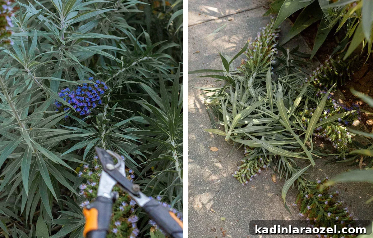 Practical Backyard Garden Ideas You Can Actually Build 11 trimming large pride of madeira plants with loppers