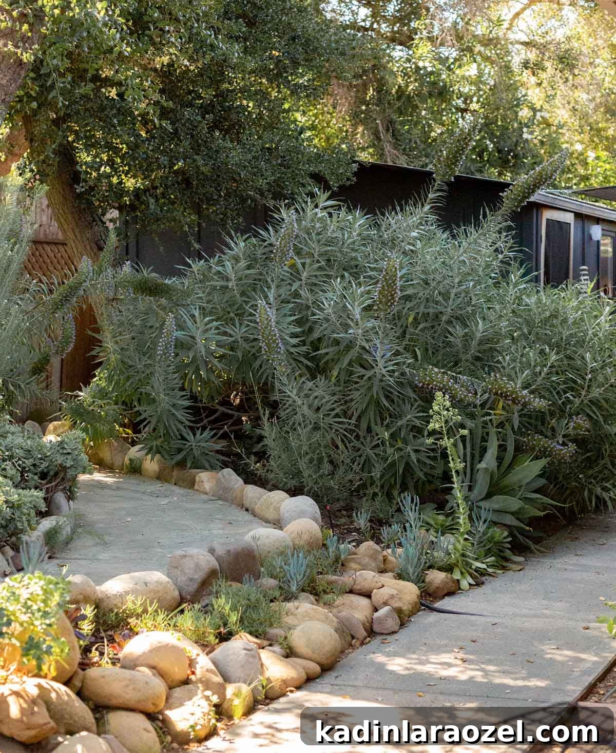 Practical Backyard Garden Ideas You Can Actually Build 12 large pride of madeira bush before being trimmed, in front of small backyard office