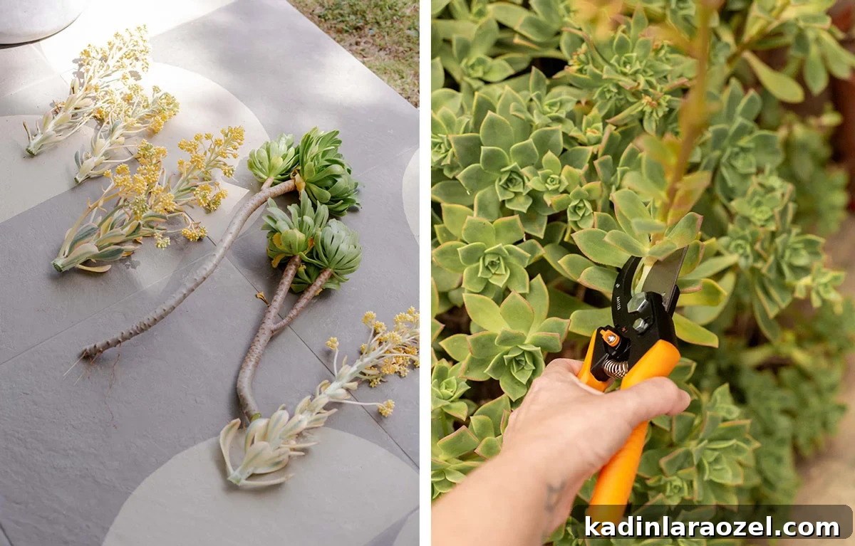 Practical Backyard Garden Ideas You Can Actually Build 13 cutting succulents with hand pruners