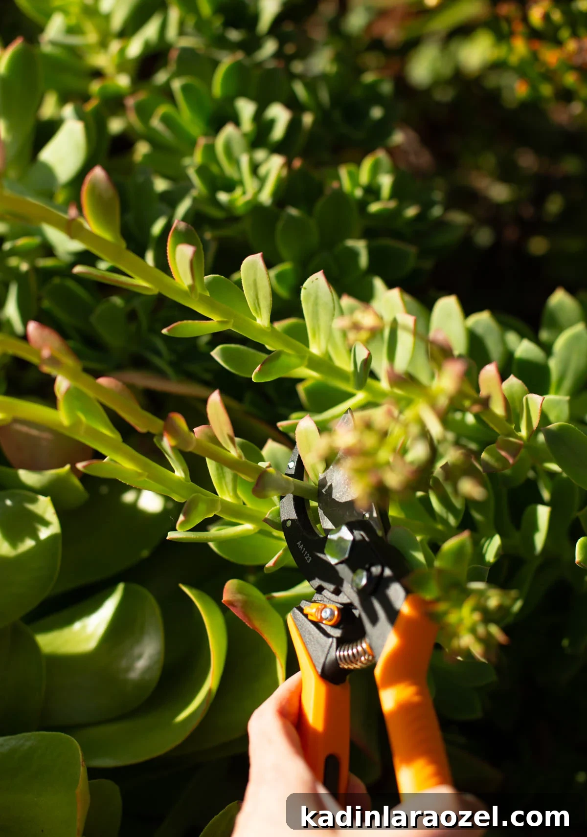Practical Backyard Garden Ideas You Can Actually Build 14 pruning succulents with hand pruners in the garden