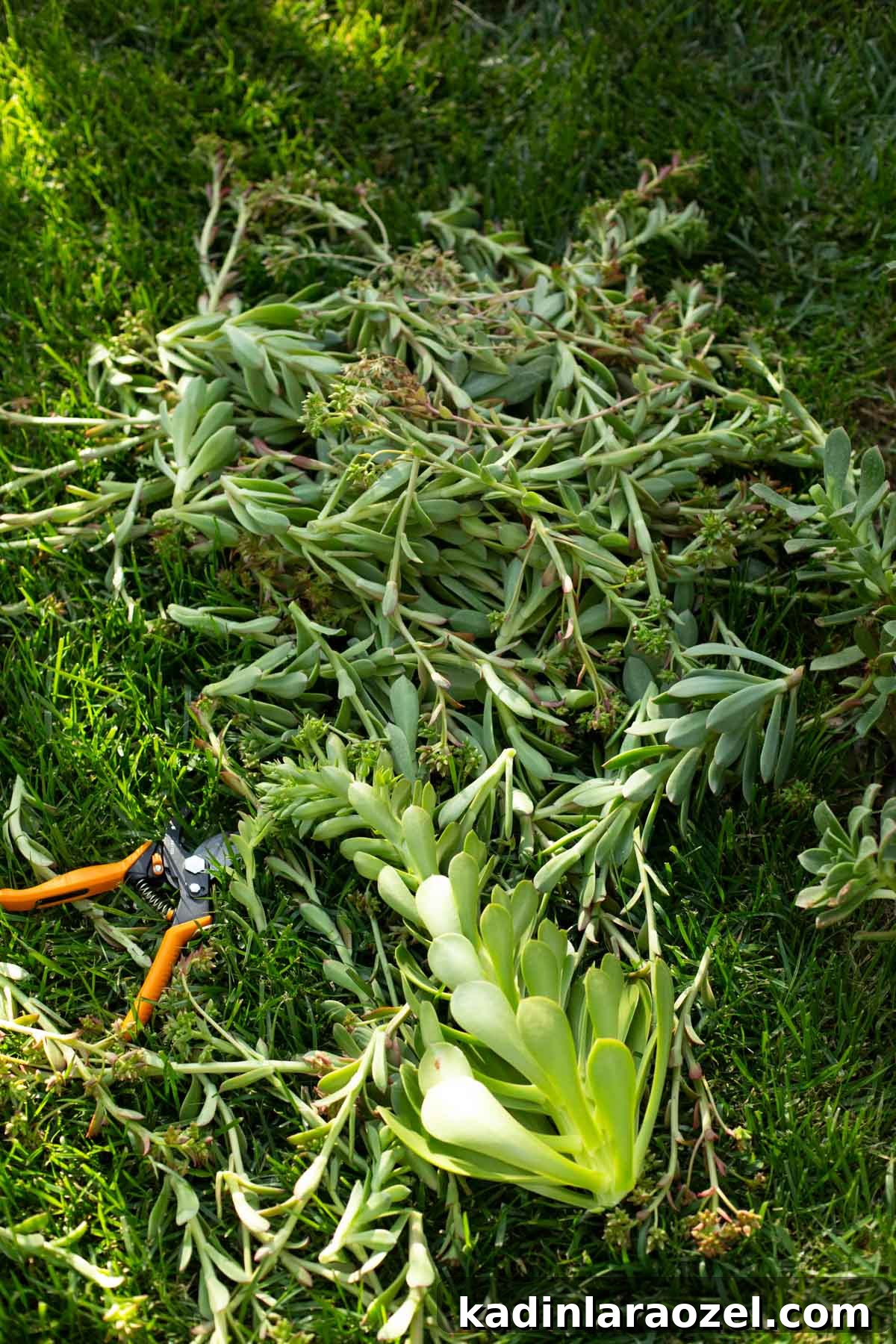 Practical Backyard Garden Ideas You Can Actually Build 15 trimmings form succulents, sitting on the grass