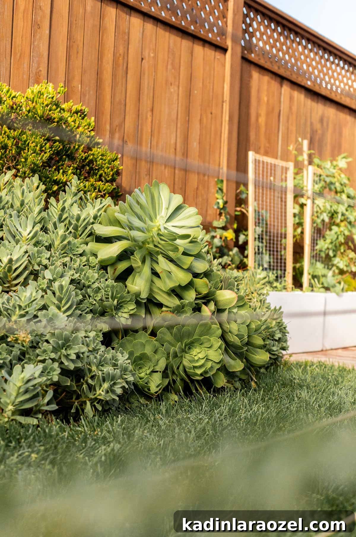 Practical Backyard Garden Ideas You Can Actually Build 4 large succulents in a backyard with lush grass and plants on trellises