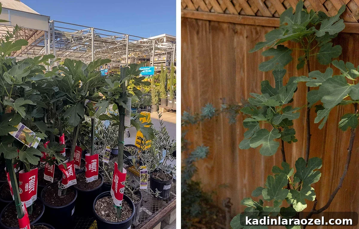 Practical Backyard Garden Ideas You Can Actually Build 6 planting a fig tree
