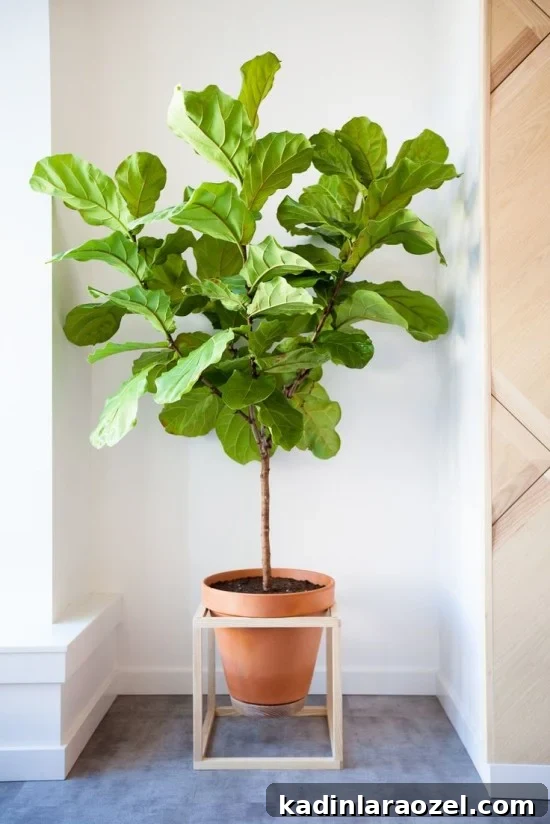 Why Living with Plants Makes Life Better: 9 Surprising Reasons 2 9 reasons why living with plants is kind of the best