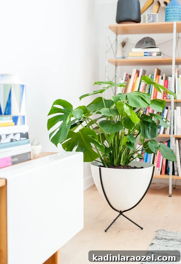 4 Tips for Finding the Perfect Plants (and Planters) for your Home