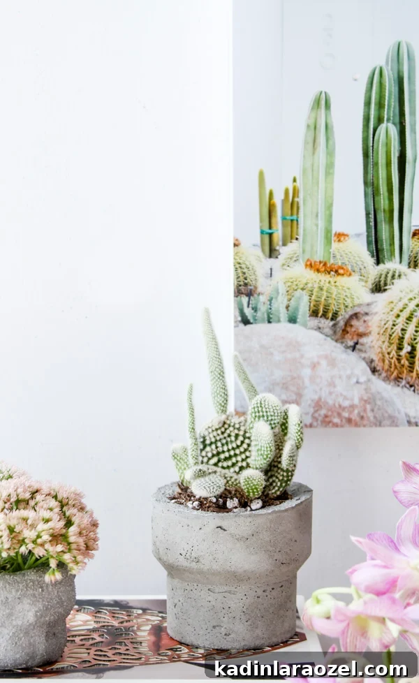 4 Tips for Finding the Perfect Plants (and Planters) for your Home