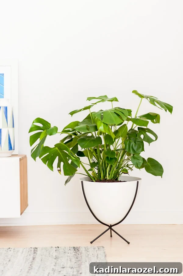 4 Tips for Finding the Perfect Plants (and Planters) for your Home