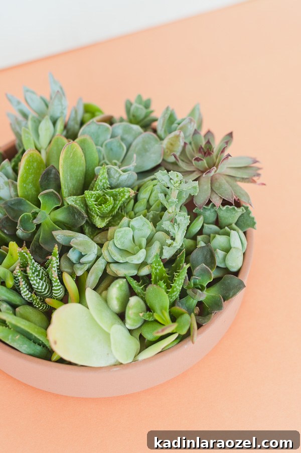 Add Succulents to Any Floral Arrangement: Tips for Lasting Style 2 img 71247 5