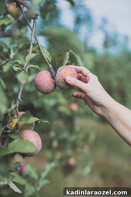 Woman picking apples from an apple orchard in Georgia