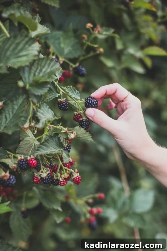 Picking blackberries straight off the vine