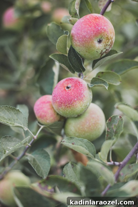 Small clump of apples on an apple tree, that aren't quite ripe yet 
