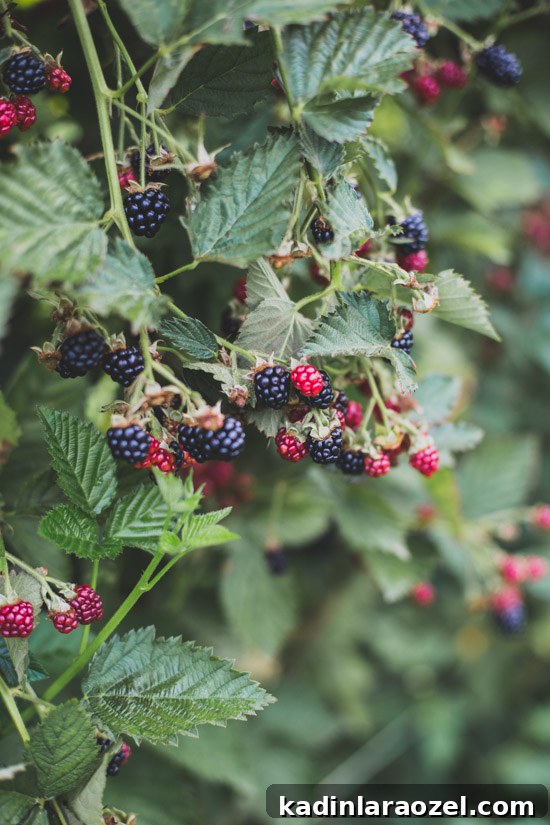 Ripe and unripe blackberries hanging off of vines, closeup