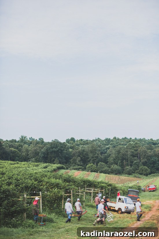 Farmers picking blackberries in the field of a Georgia farm