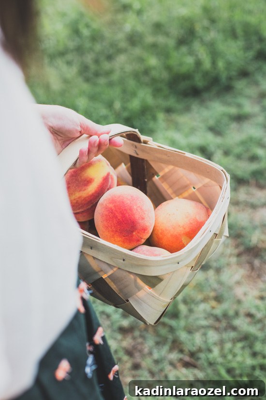 woman picking peaches on a farm, carrying picked peaches in small woven basket