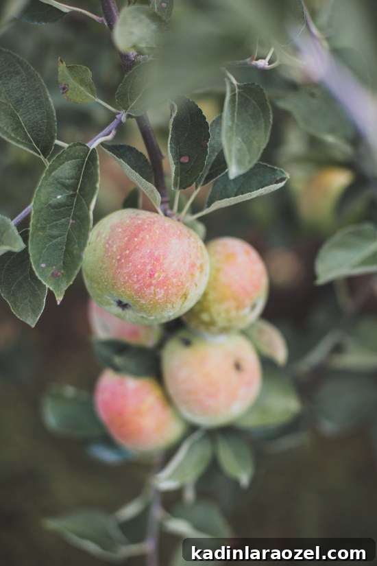 Closeup of apples hanging from a tree that aren't rip yet, in an apple orchard