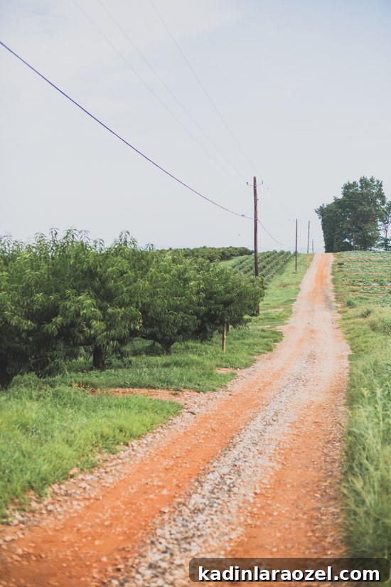 dirt road of Jaemor Farms in Alto, Georgia