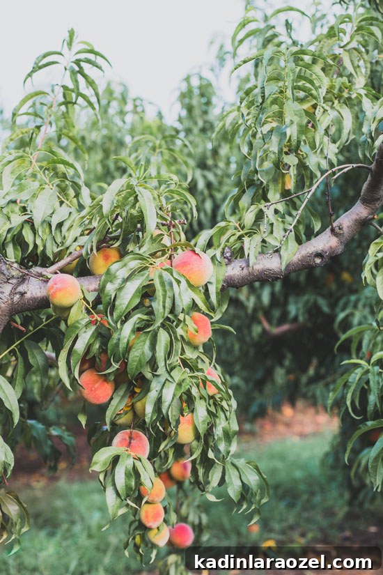 Peach orchard in Georgia, on beautiful farm.