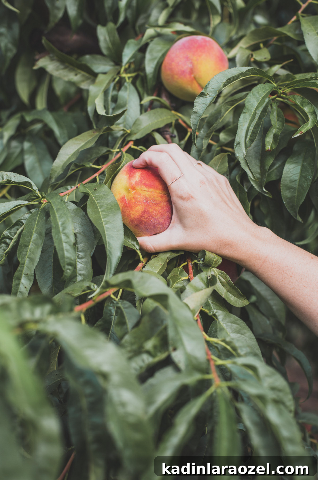 Woman's hand grabbing a fresh peach from orchard soon a farm.