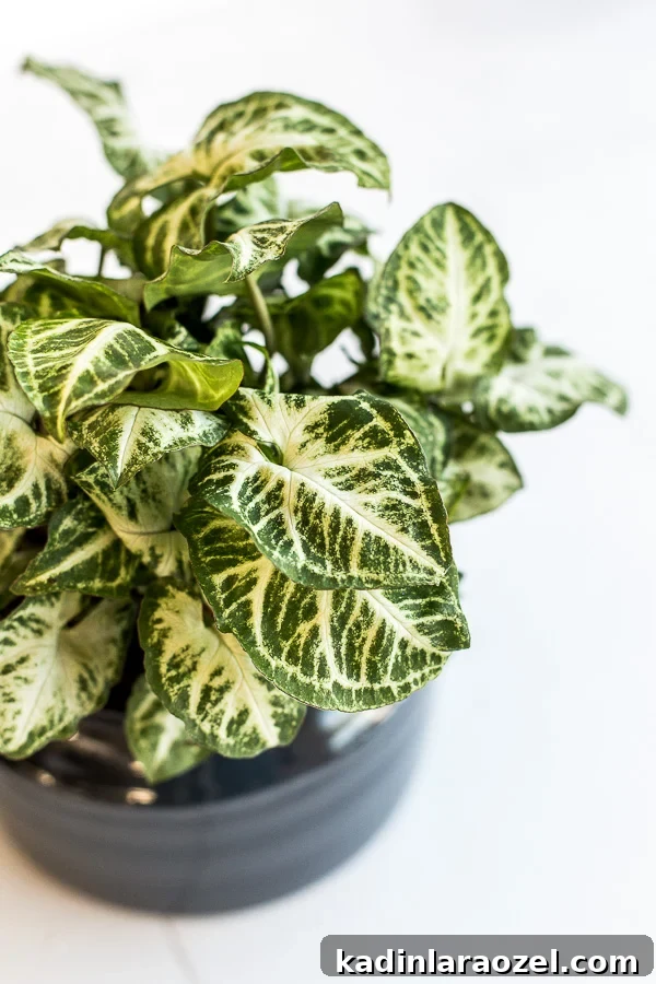 That plant life.