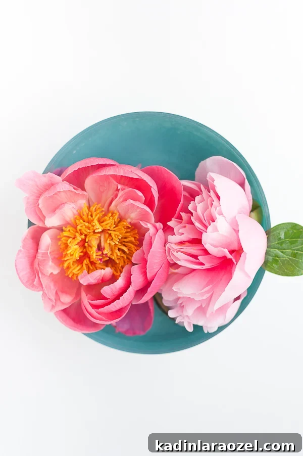 Coral and salmon pink peonies