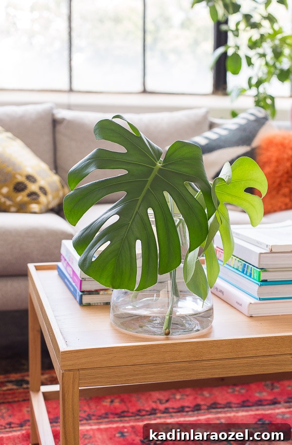Studio Living Room Reveal: Before and After Transformation Done? 7 Monstera plant clippings