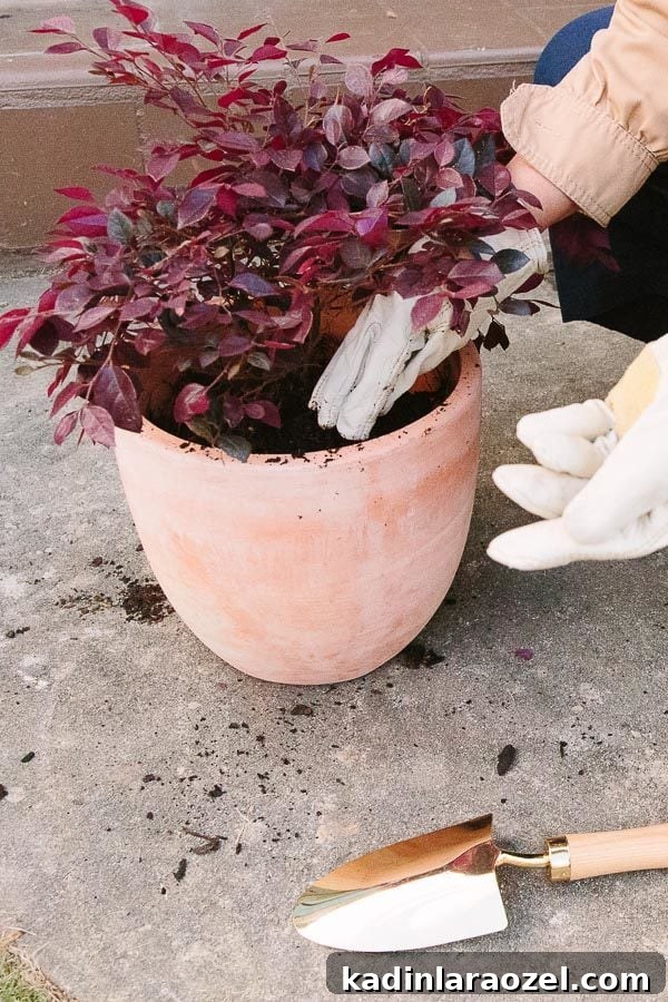 Spring Porch Plant Ideas & DIY Totem Planters for Small Spaces 6 Image of planting plant with maroon colored leaves is a terra-cotta planter.