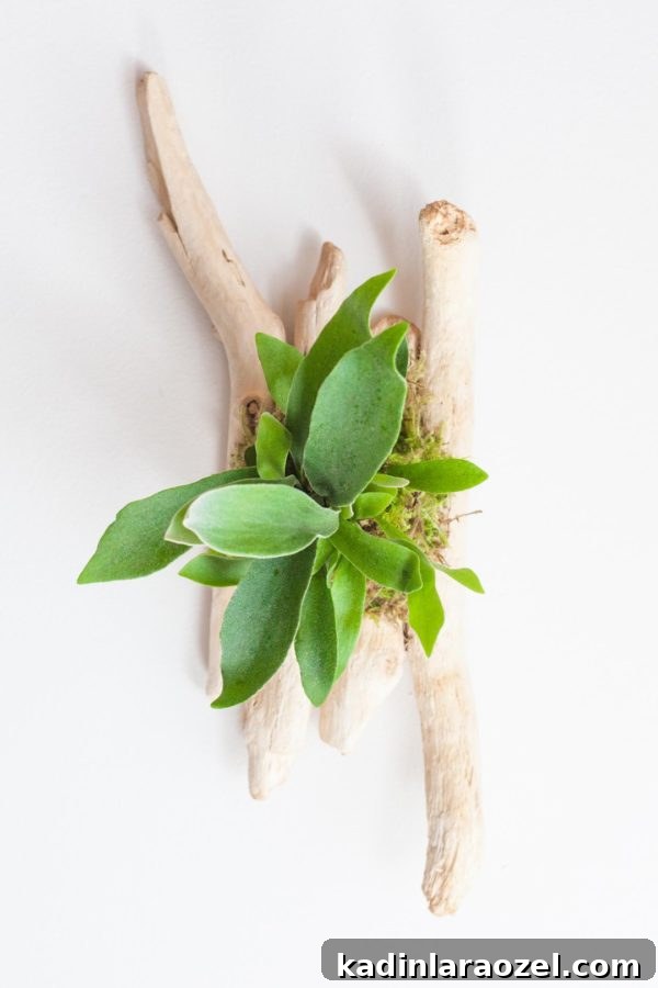 DIY Staghorn Fern mount on clean white wall.